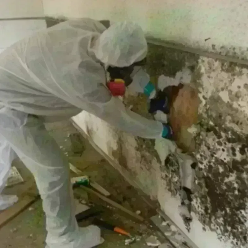 Mold Remediation and Removal in Orange County, IN